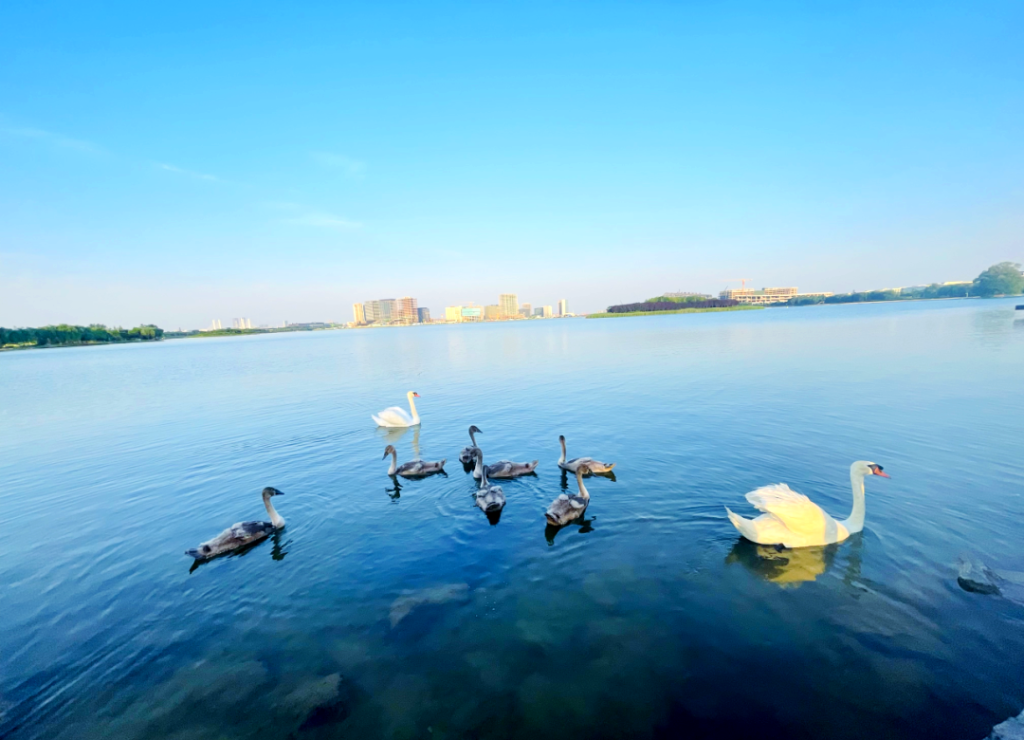 沙漠看海?中国这座城把黄河变成了海,30℃避暑秘境比杭州凉快 10℃!插图6 沙漠看海?中国这座城把黄河变成了海,30℃避暑秘境比杭州凉快 10℃!插图6