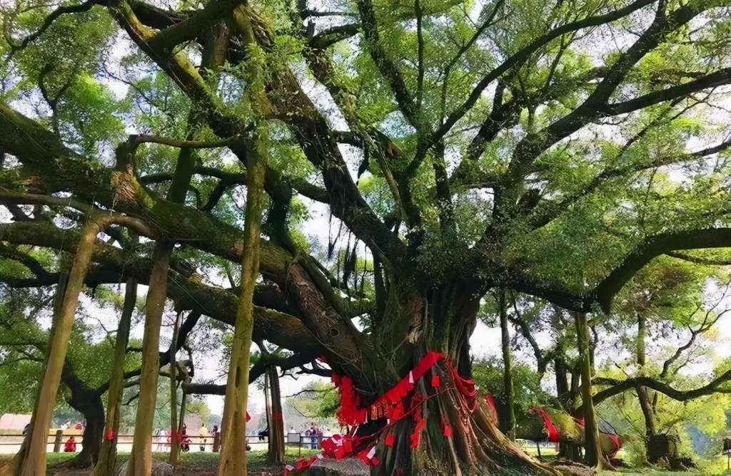 桂林十大必打卡地!去过一半才算真玩过,本地人私藏攻略大公开!插图4 桂林十大必打卡地!去过一半才算真玩过,本地人私藏攻略大公开!插图4